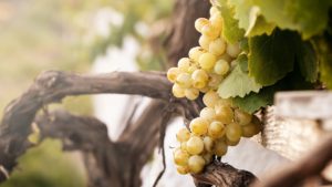 10 Fakten über Wein, die du wissen musst!
