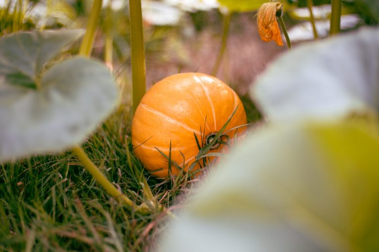 Hokkaido Kürbis: Alles Wissenswerte über das herbstliche Super-Food ...