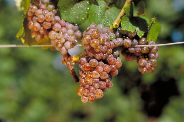 Trauben vom Gewürztraminer am Rebstock