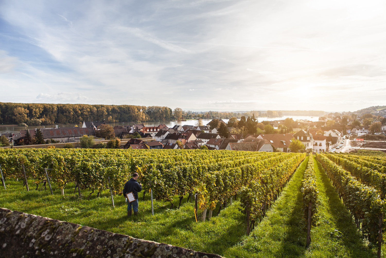 In the foreground, the rows of vines of the legendary Niersteiner Glöck vineyard during twilight in early autumn.