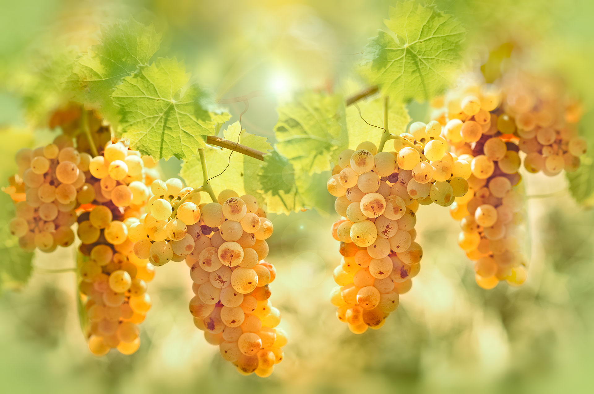 Riesling – Aroma, Wein und Anbaugebiete der Rebsorte
