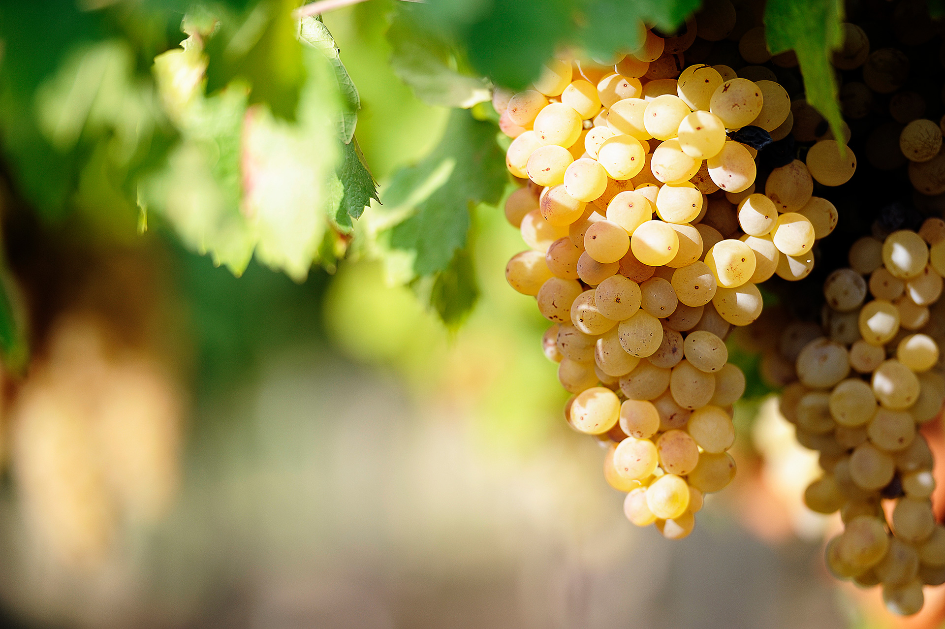 Sauvignon Blanc: grape variety in portrait