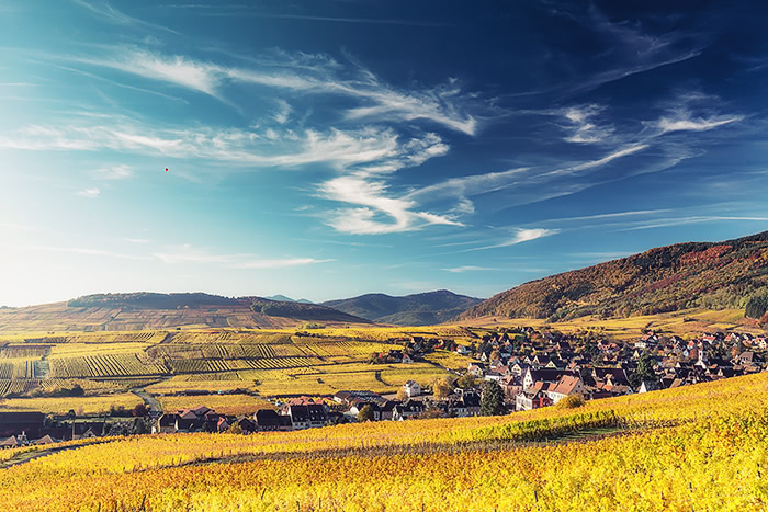 Herbstliche Weinberge im Elsass