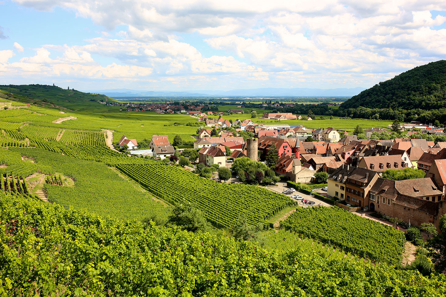 Vineyards planted with Riesling in Alsace.