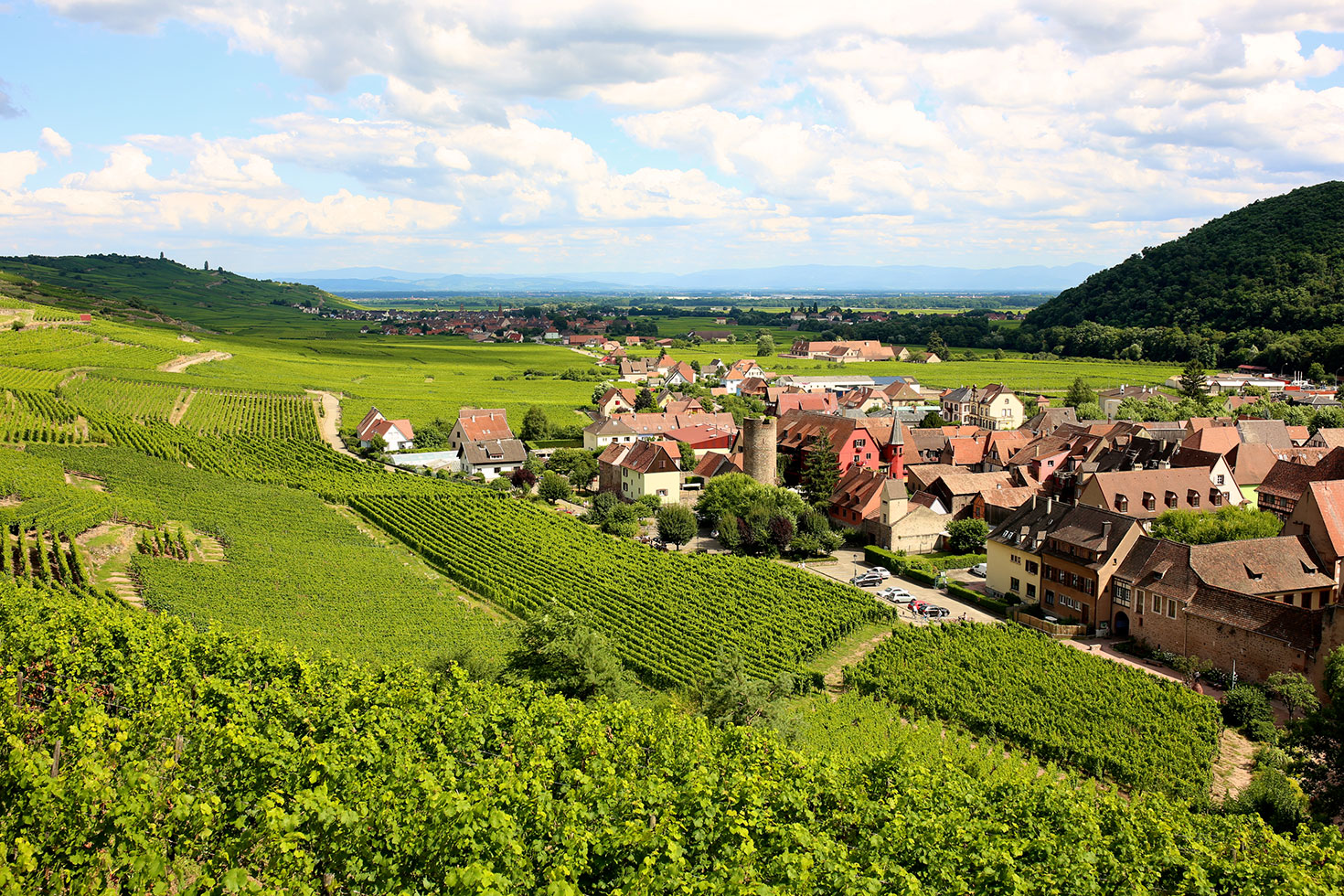 Mit Riesling bestockte Weinberge im Elsass.