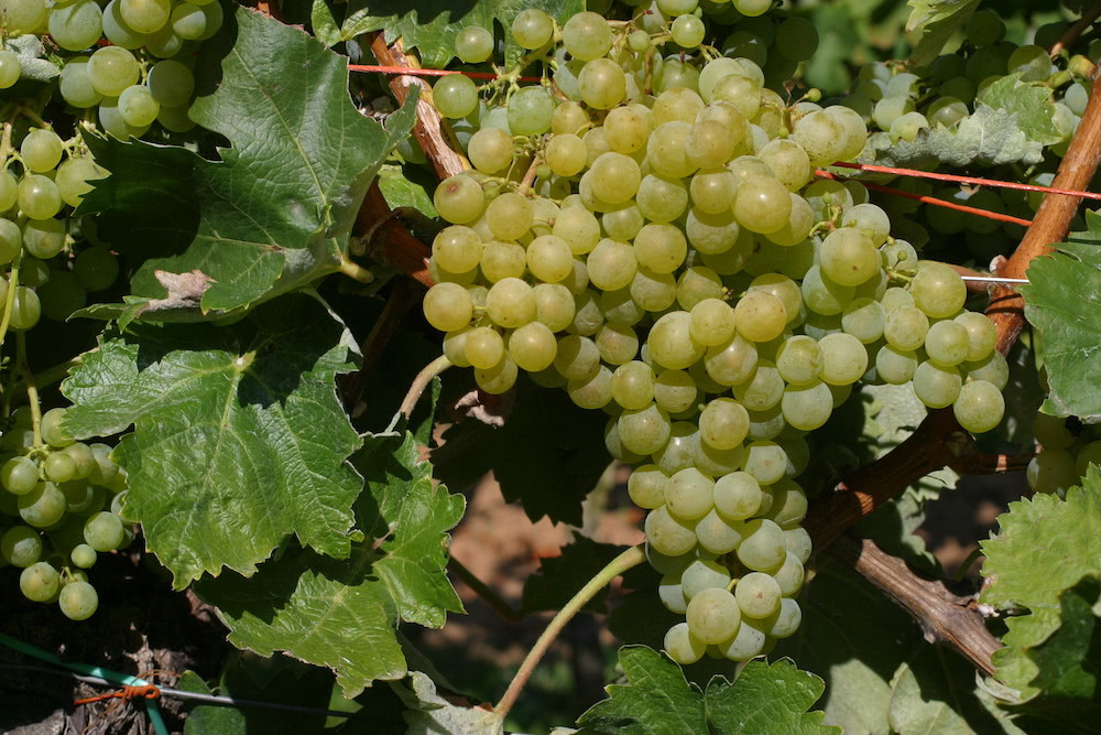 Mehrere Trauben der Sorte Airén am sommerlichen Rebstock in Spanien