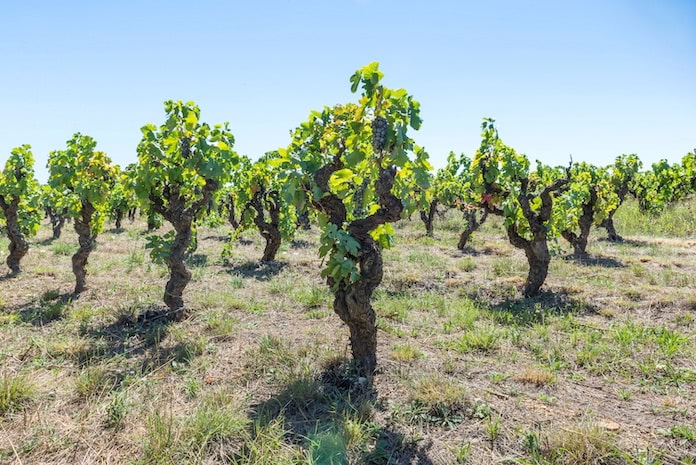 Menge-Güte-Gesetz: Alte Weinreben in einem Weingarten in Frankreich