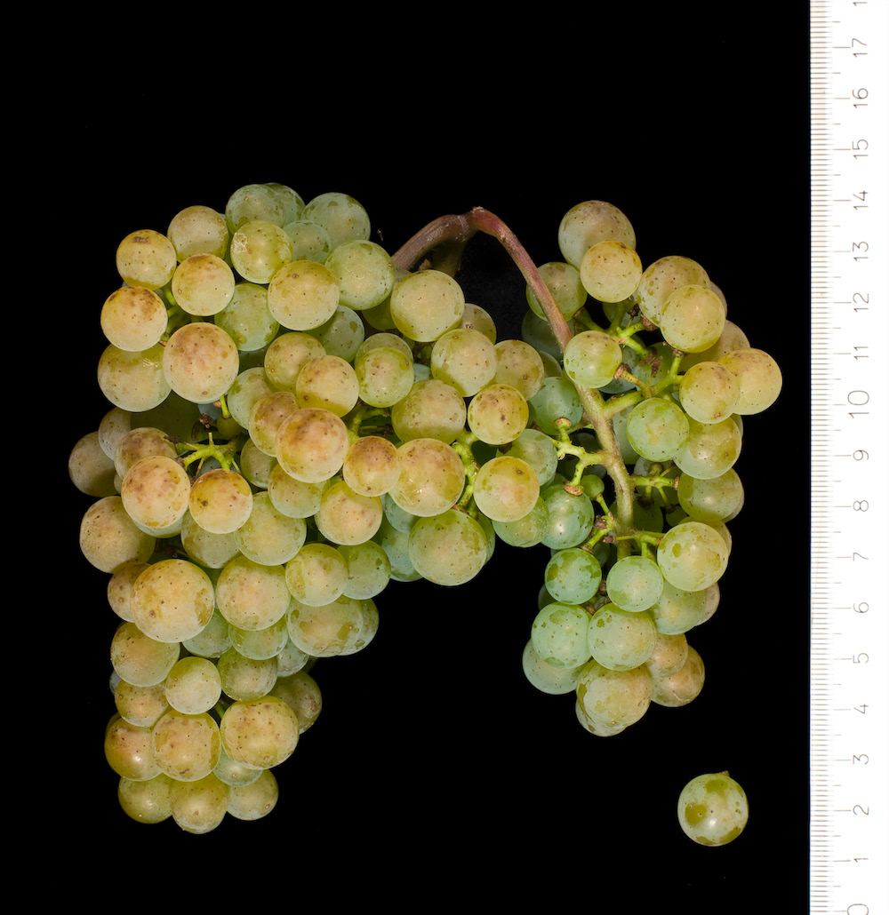 Eine reife Traube der Sorte Alvarinho im Labor fotografiert vor einem schwarzen Hintergrund