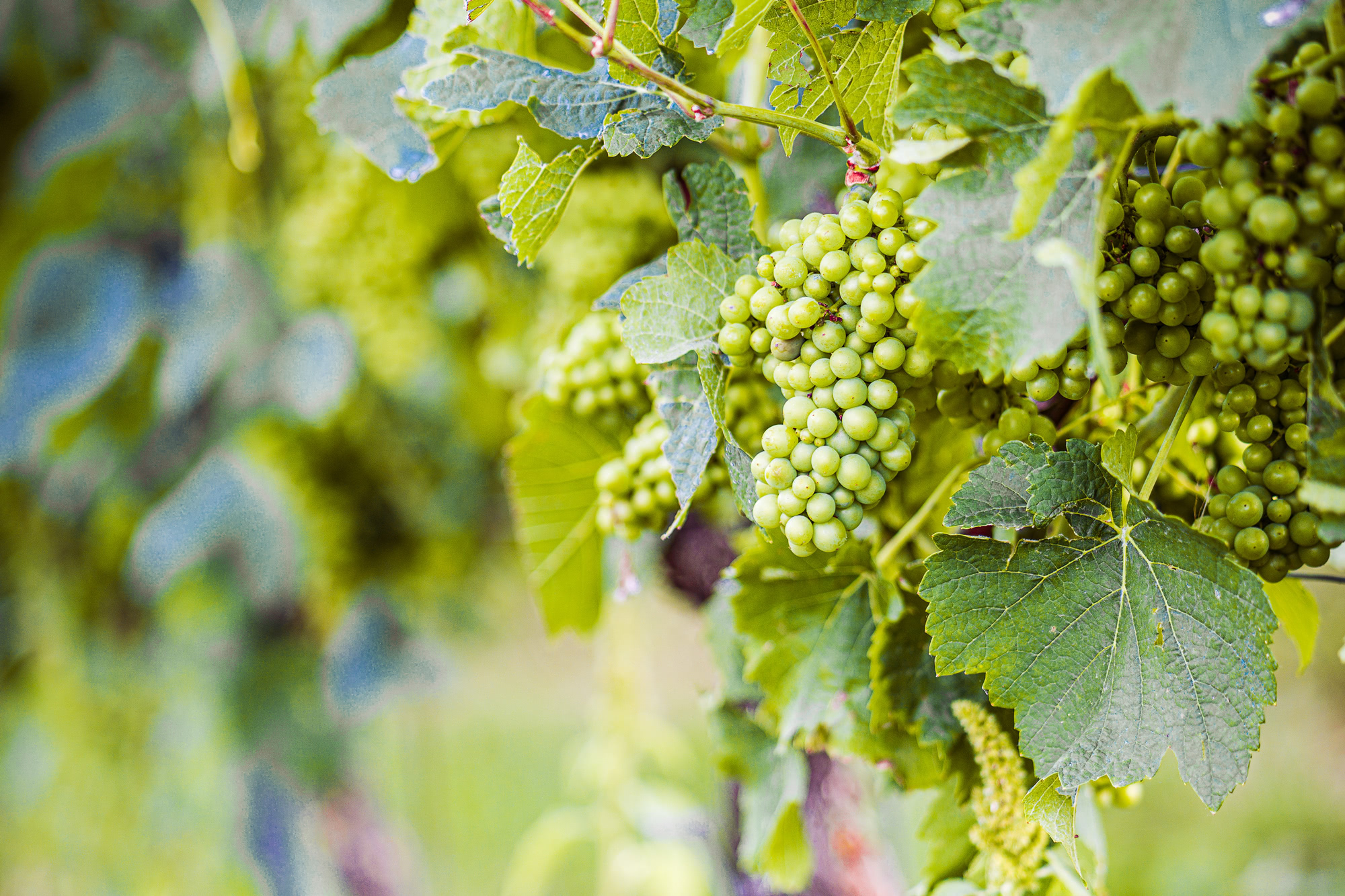 White wine – The 10 most popular varieties