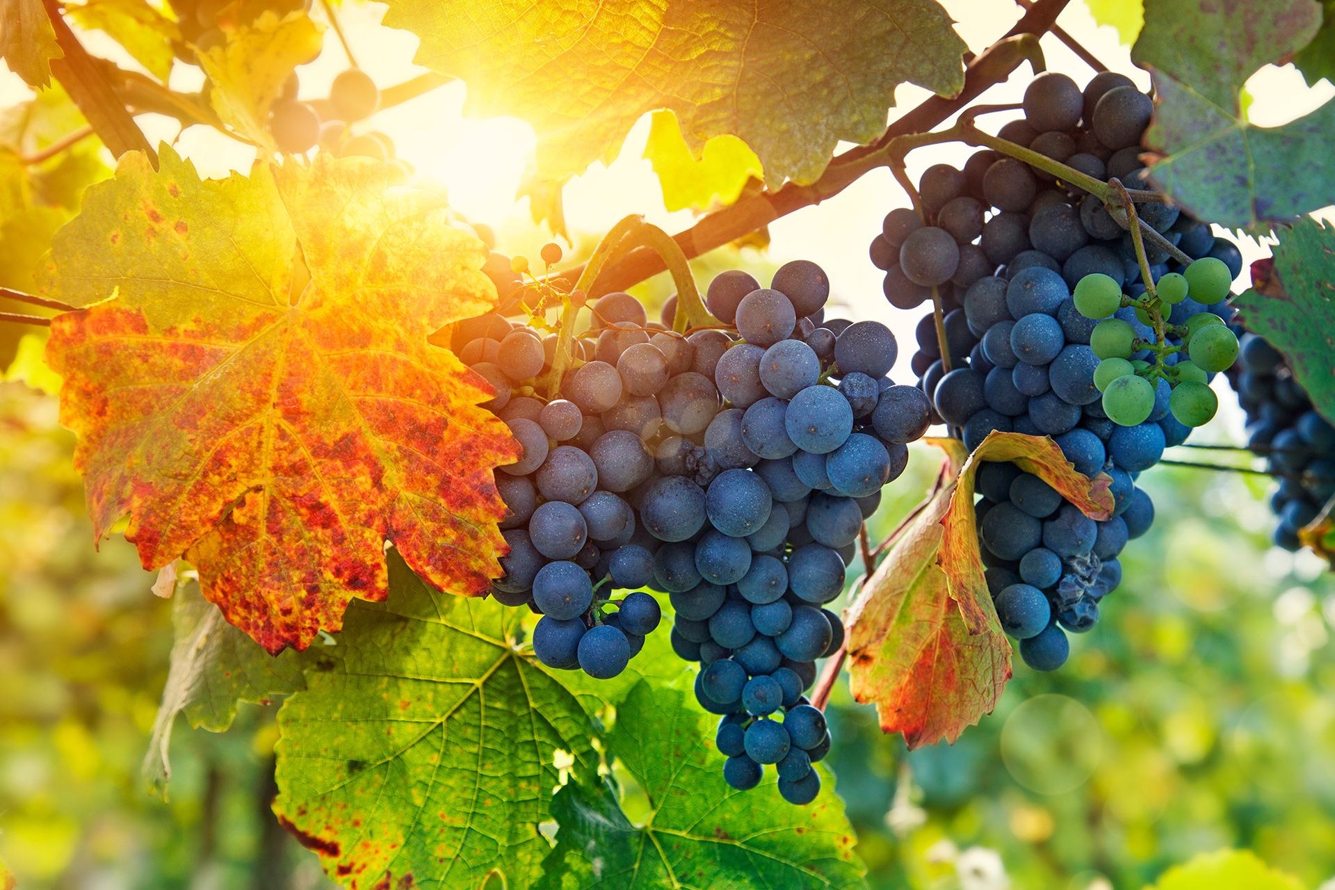 Blaufränkisch Weintrauben am Rebstock im Herbst mit Sonne im Hintergrund