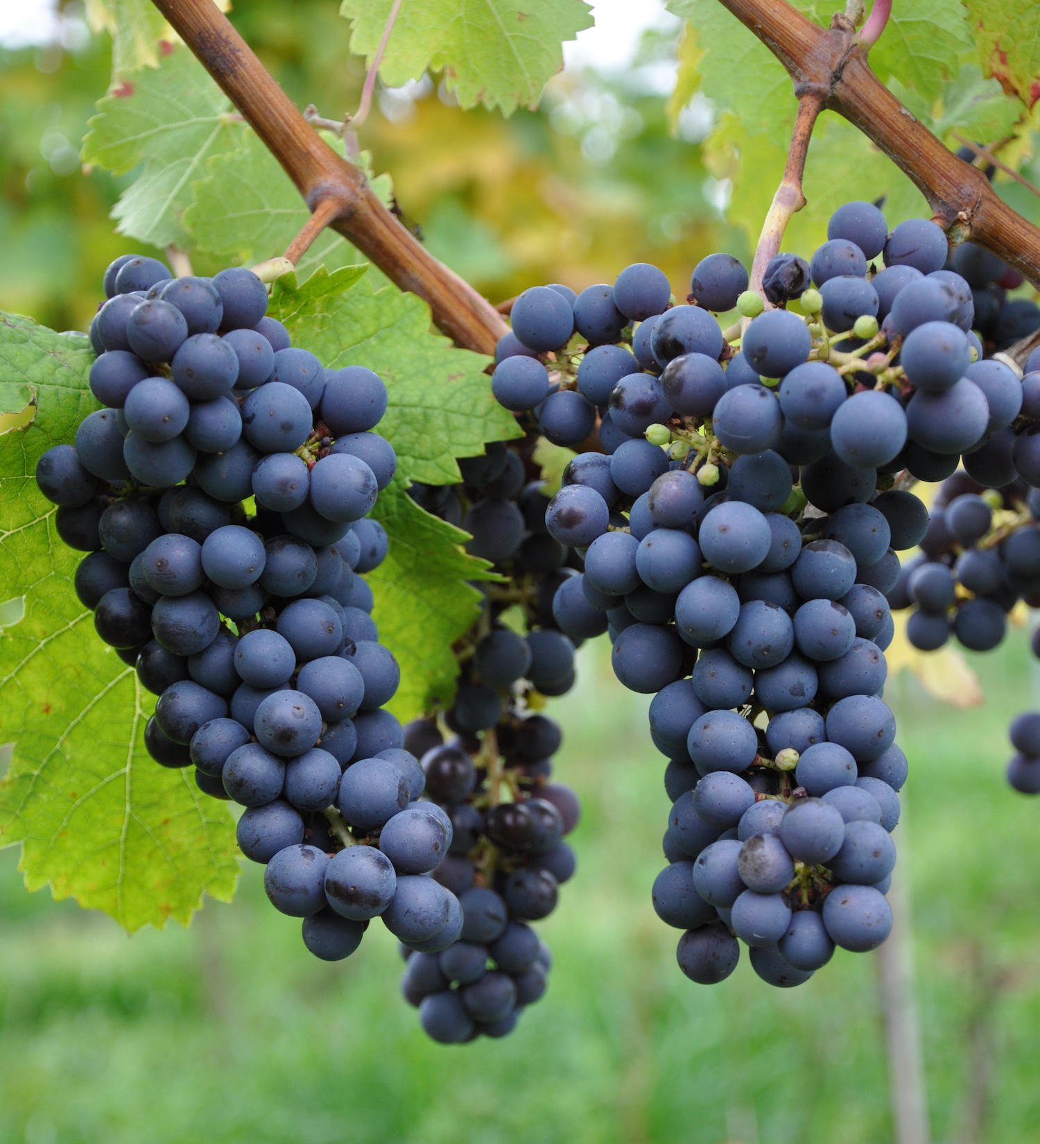 Mehrere Trauben des Cabernet Franc an der Rebe