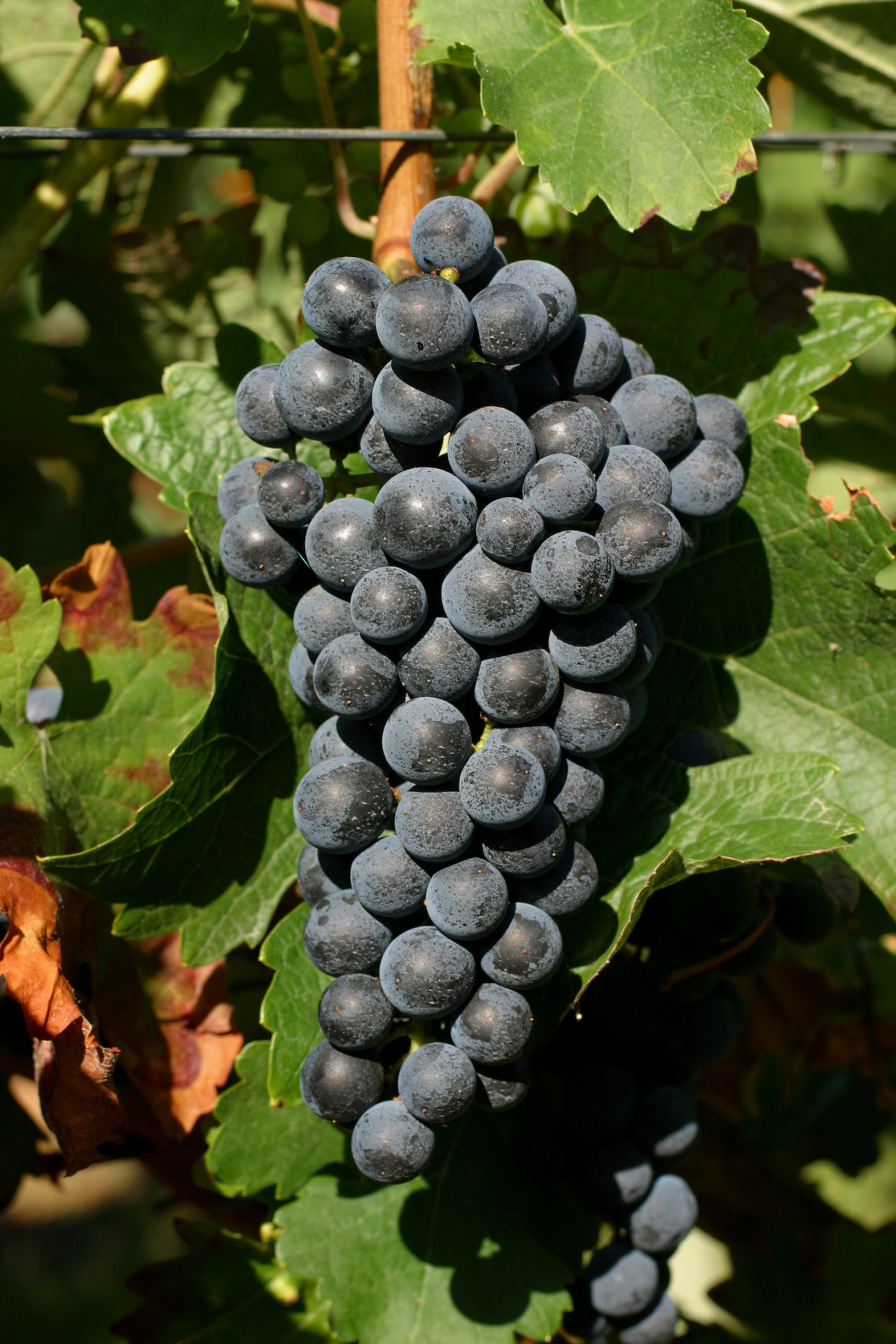 A ripe grape of the red wine variety Cabernet Sauvignon