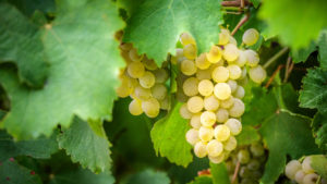 Chardonnay Trauben am Rebstock umgeben von Weinblättern