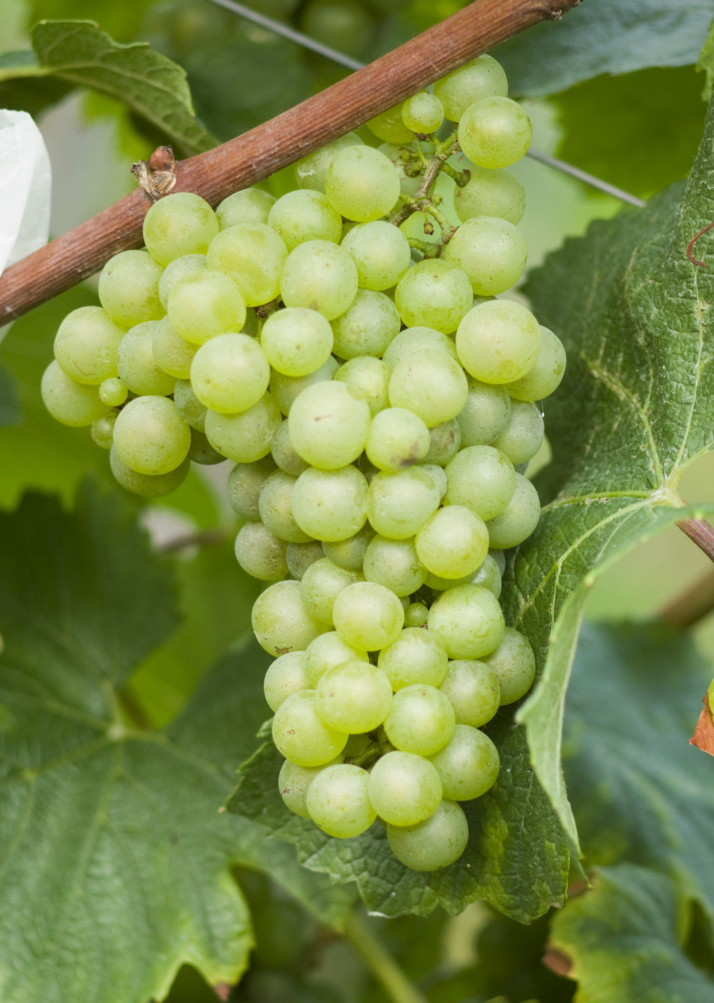 Eine Traube der Rebsorte Chardonnay am Rebstock