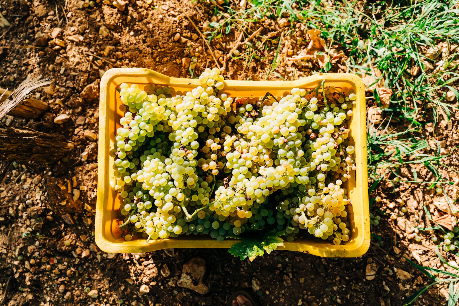 Chenin Blanc – grape variety and wine profile