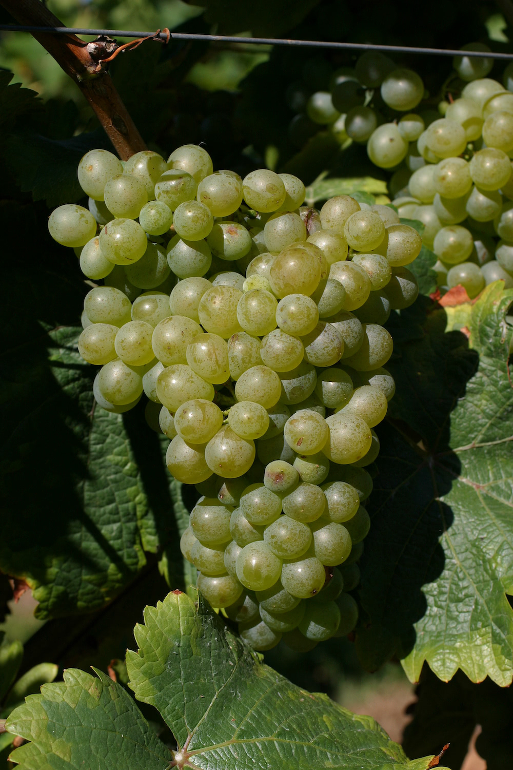 A Chenin Blanc grape surrounded by grape leaves on summer vine