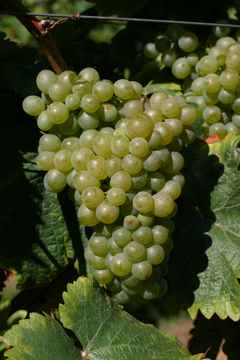 Eine Chenin Blanc Traube umgeben von Weinblättern am sommerlichen Rebstock