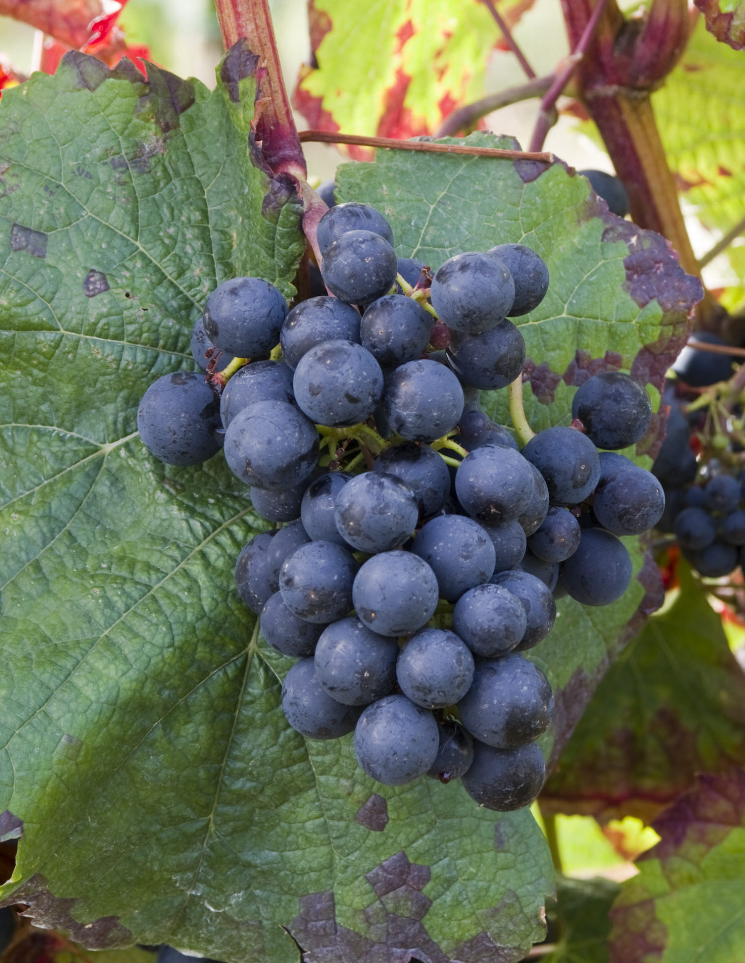 A Malbec grape on the vine with a large vine leaf in the background
