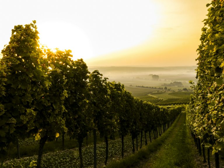 Weinreben im nebeligen Morgenlicht, bei Jugenheim in Rheinhessen