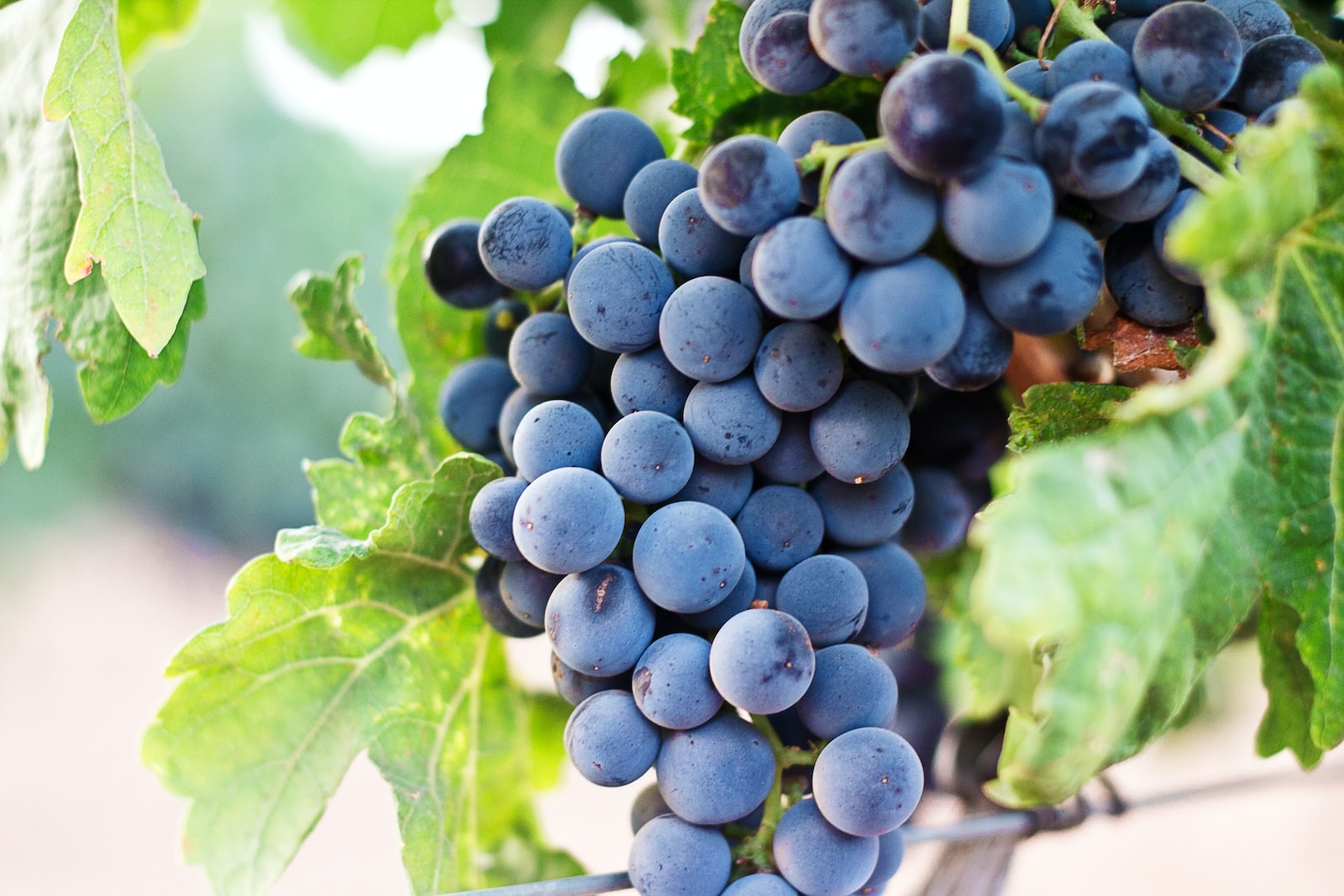 Dornfelder grape variety & wine: everything you need to know