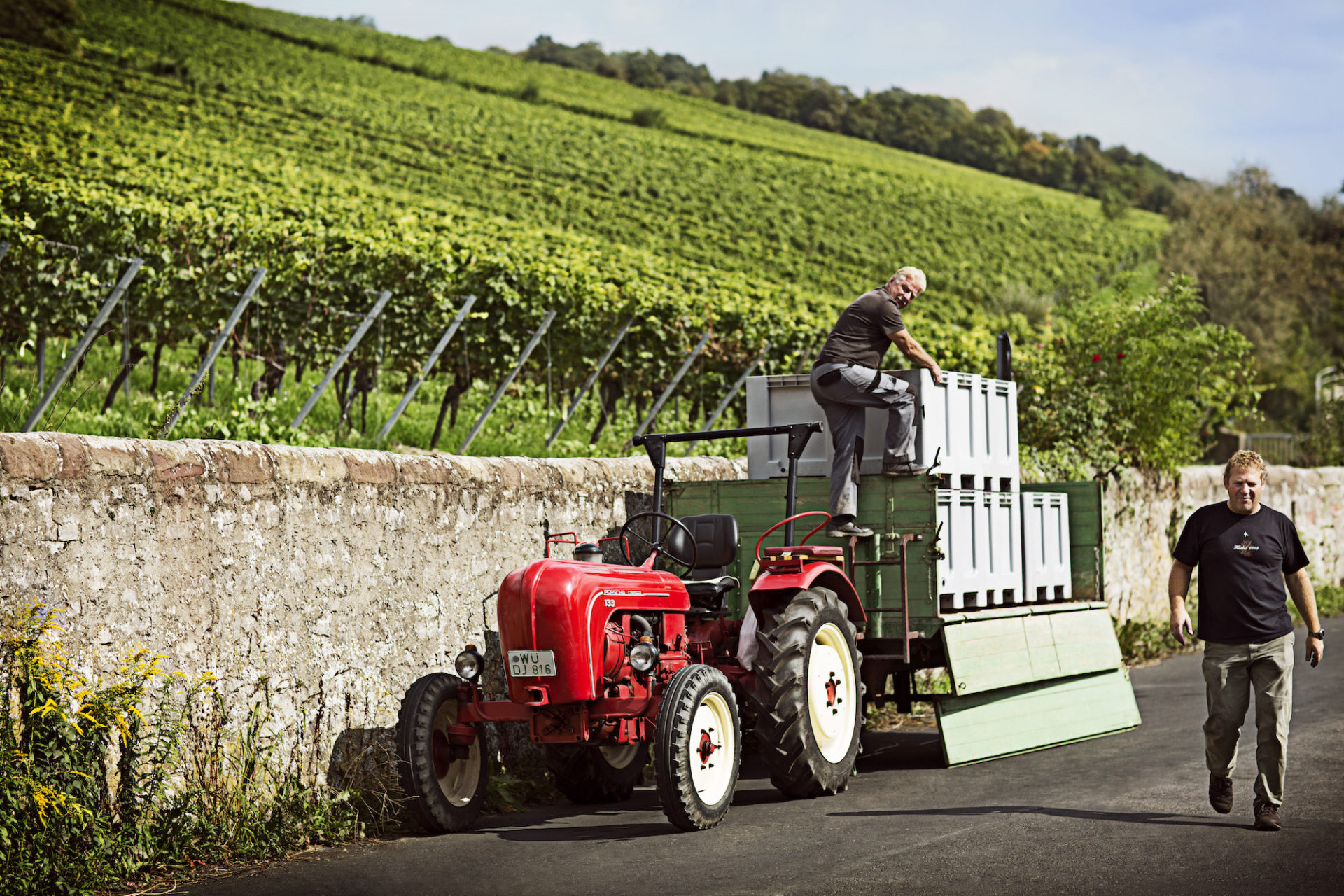 Roter Traktor mit Traubenkästen vor einem Weinberg im Sommer. Zwei Winzer bei der Arbeit.
