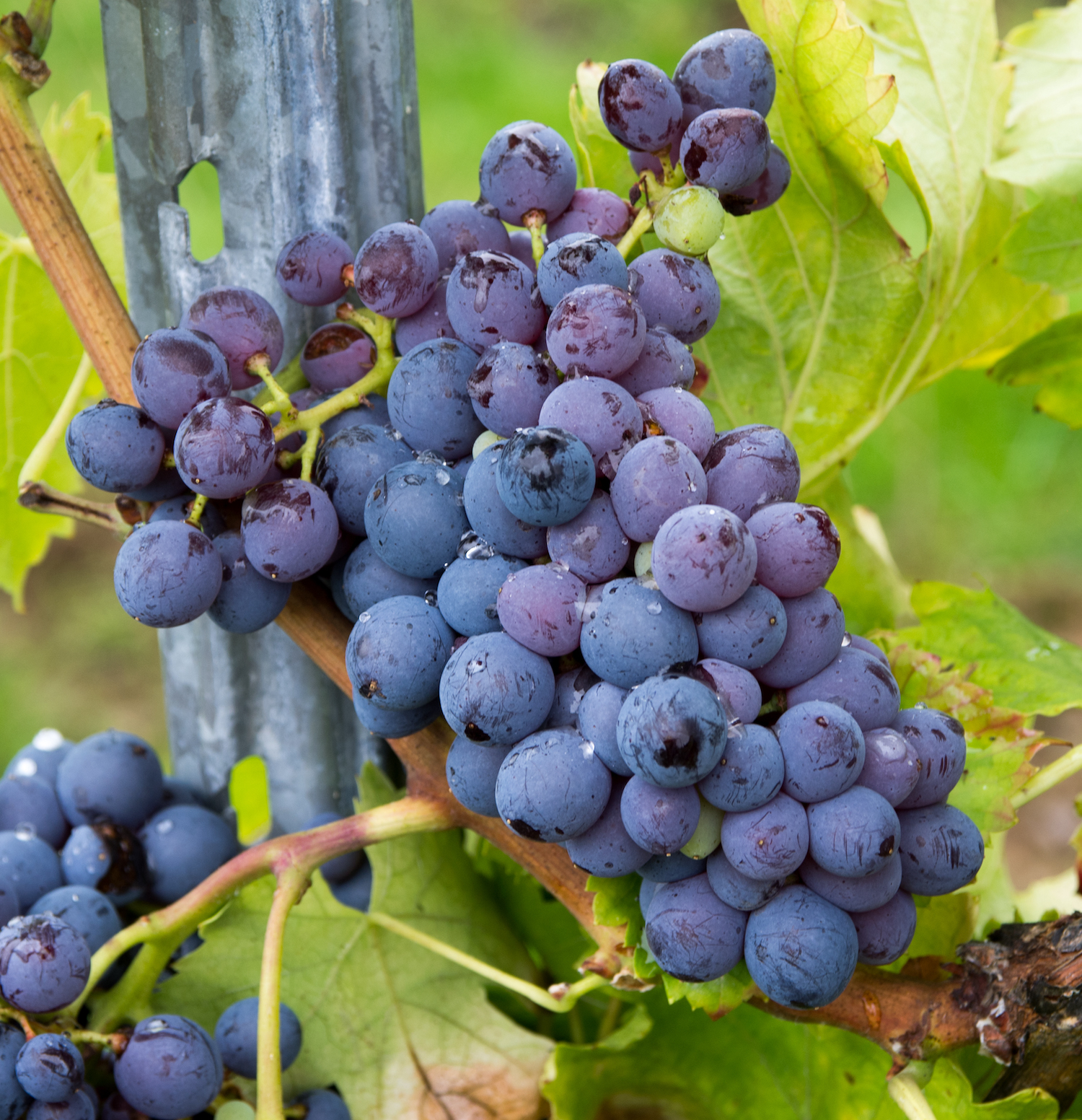 A Garnacha / Grenache grape on the vine