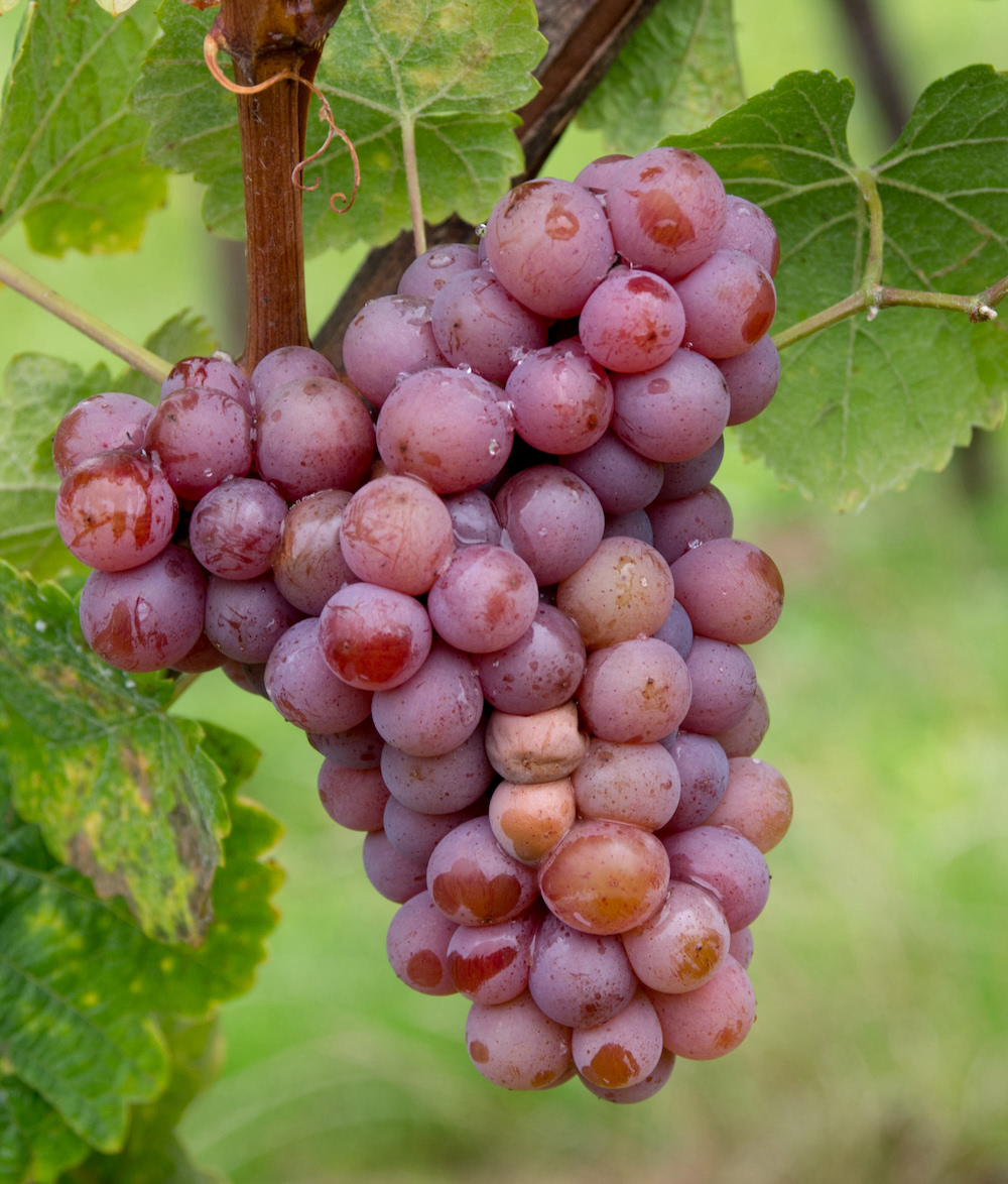 Eine am Rebstock hängende und rötlich schimmernde Traube der Sorte Gewürztraminer umgeben von Weinblättern