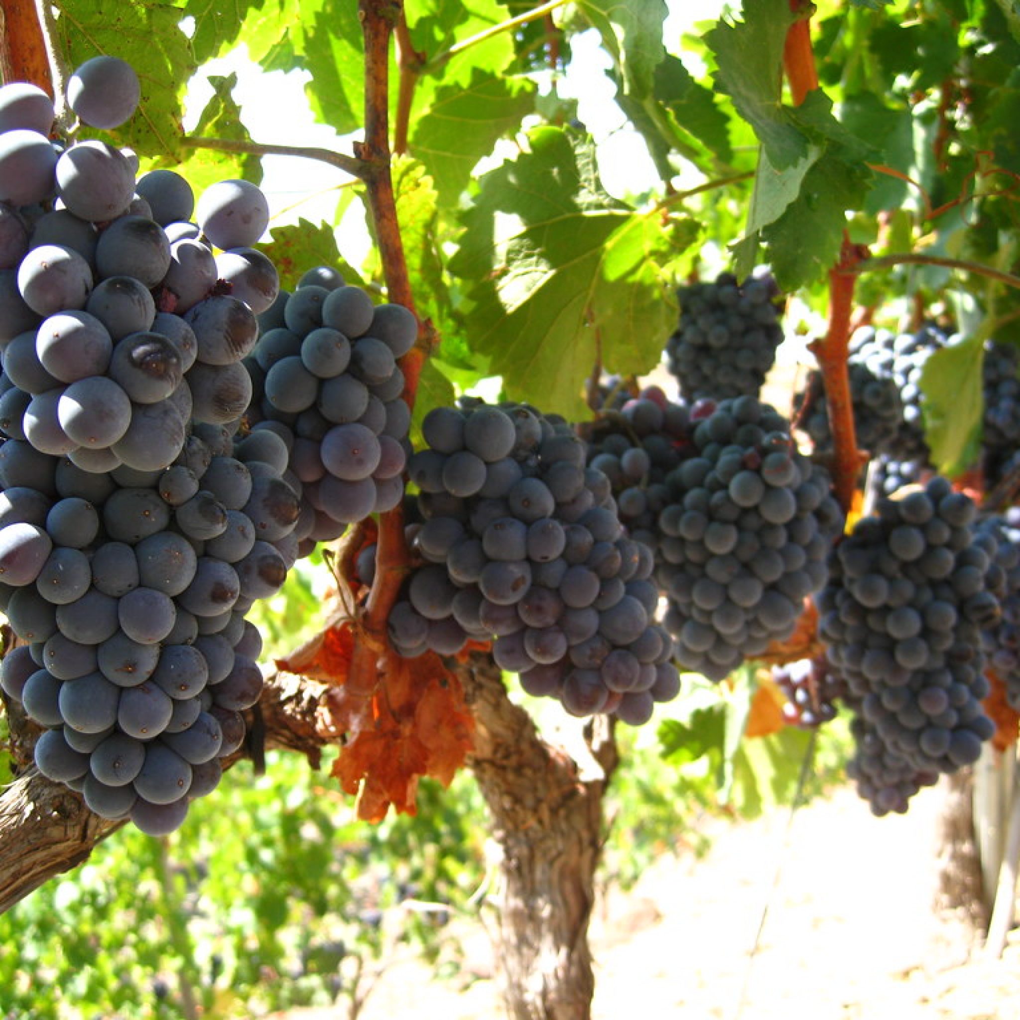 Wein mit wenig Säure Säurearme Weine und Rebsorten Trinkreif.de