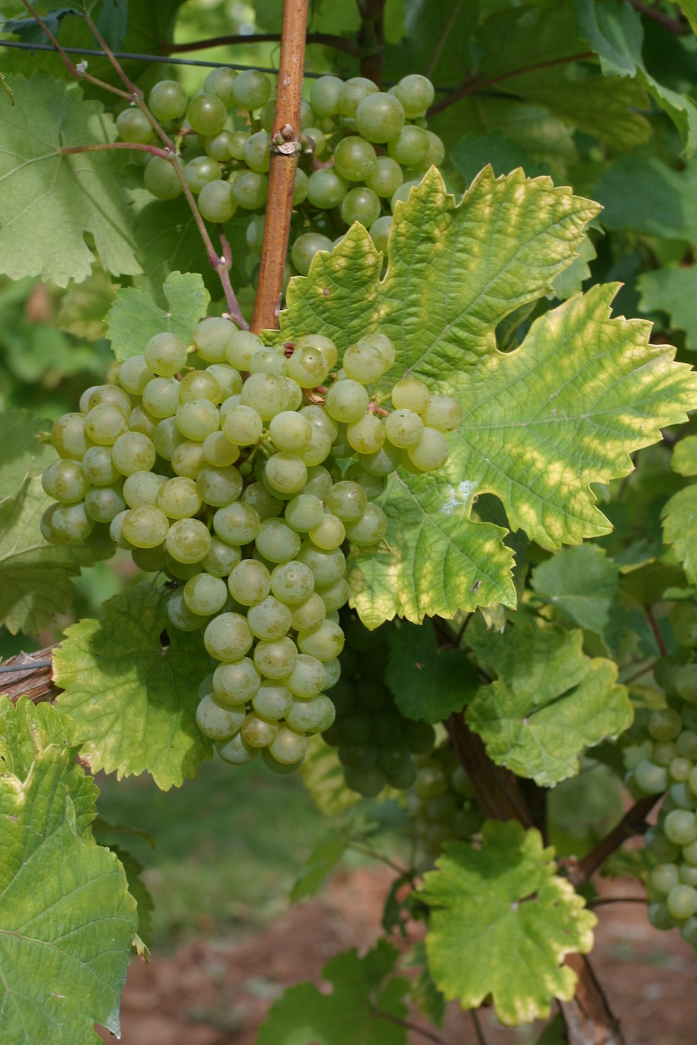 A Veltliner grape on the vine surrounded by leaves