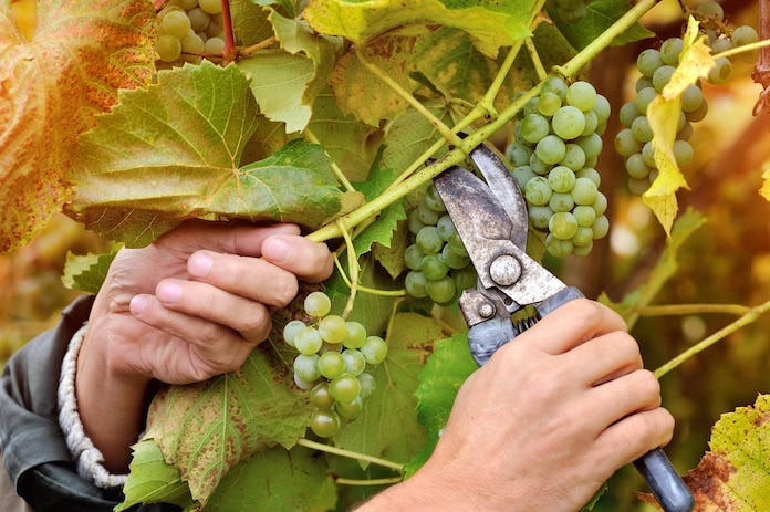 Menge-Güte-Gesetz: Überflüssige Weinblätter und Trauben werden mit einer Schere entfernt.