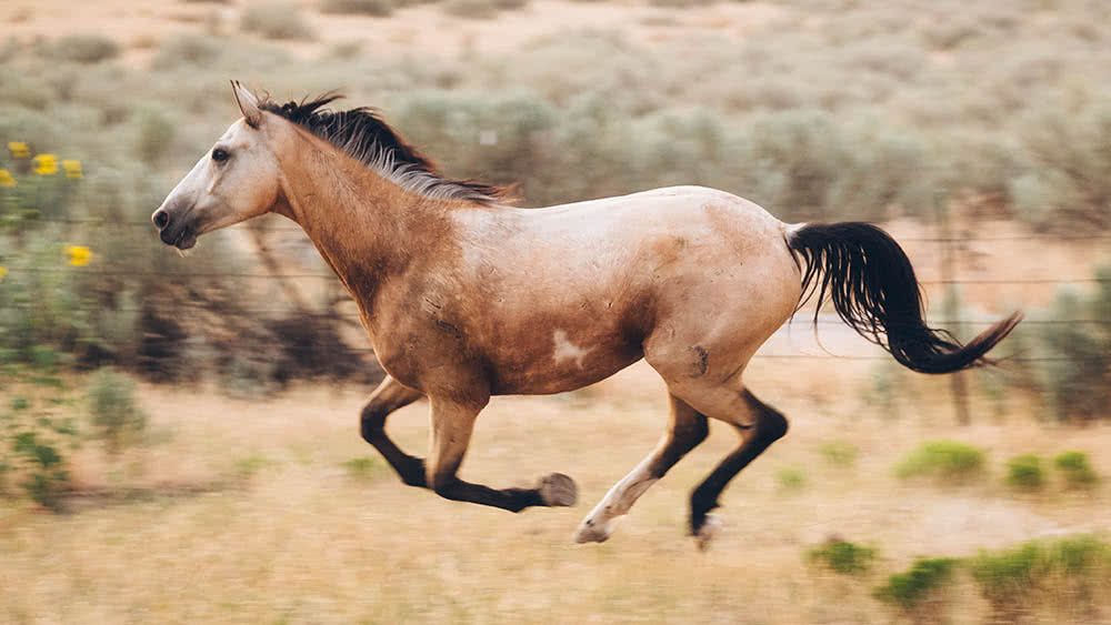 Detect wine defects: Yeast fungus, brett, horse sweat