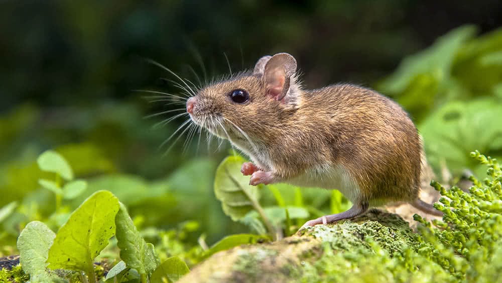 Detect wine faults: Mice, mouse urine
