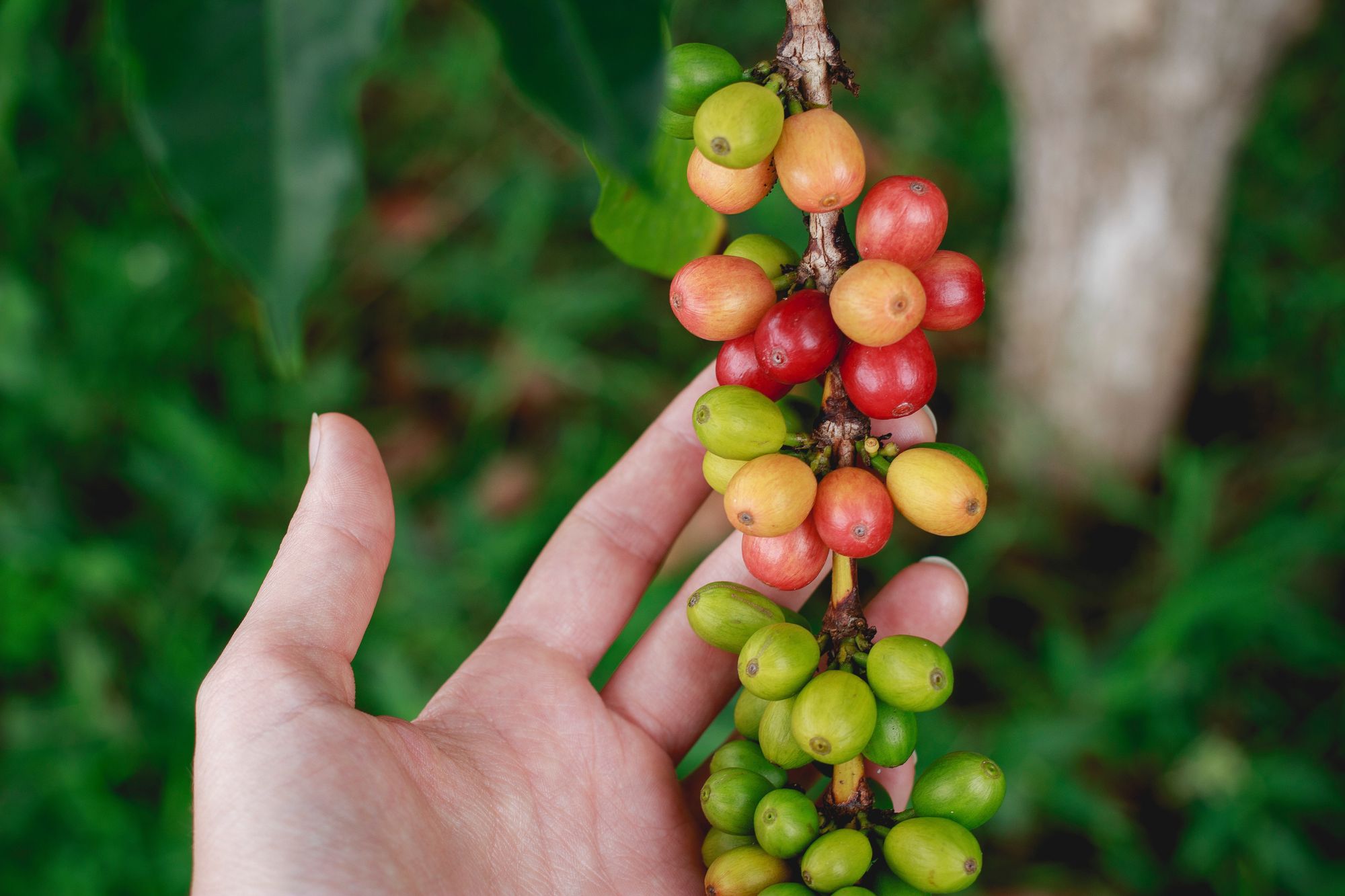 Robusta vs. Arabica: Eine Reise in das Reich des Kaffees
