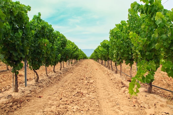 Loess soils with vines