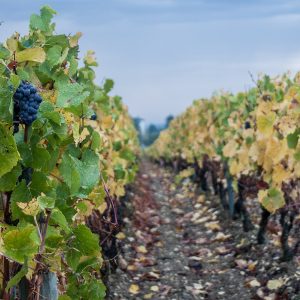 Klimawandel fordert kreativen Weinbau