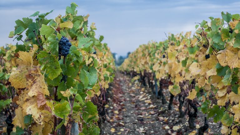 Klimawandel fordert kreativen Weinbau