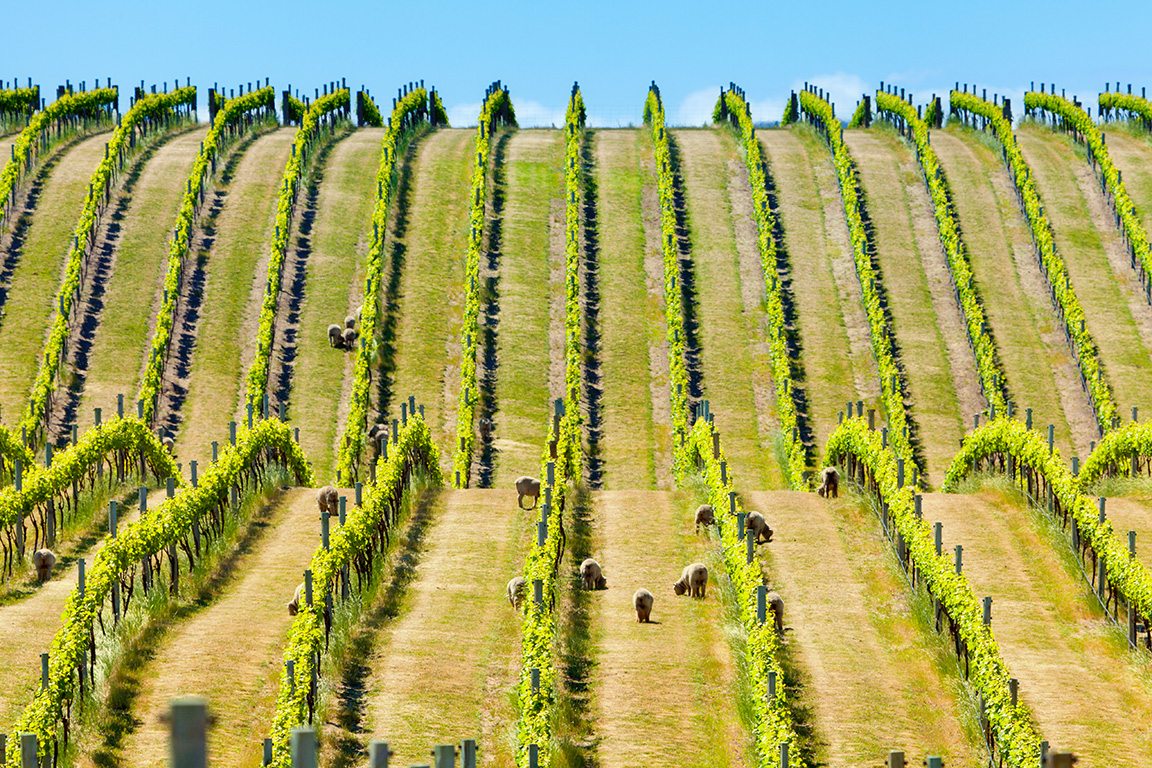 Weinberge mit Schafen in Neuseeland