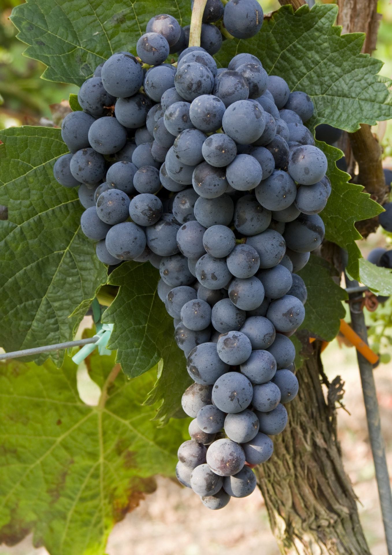 A ripe grape of the red wine variety Merlot on the vine