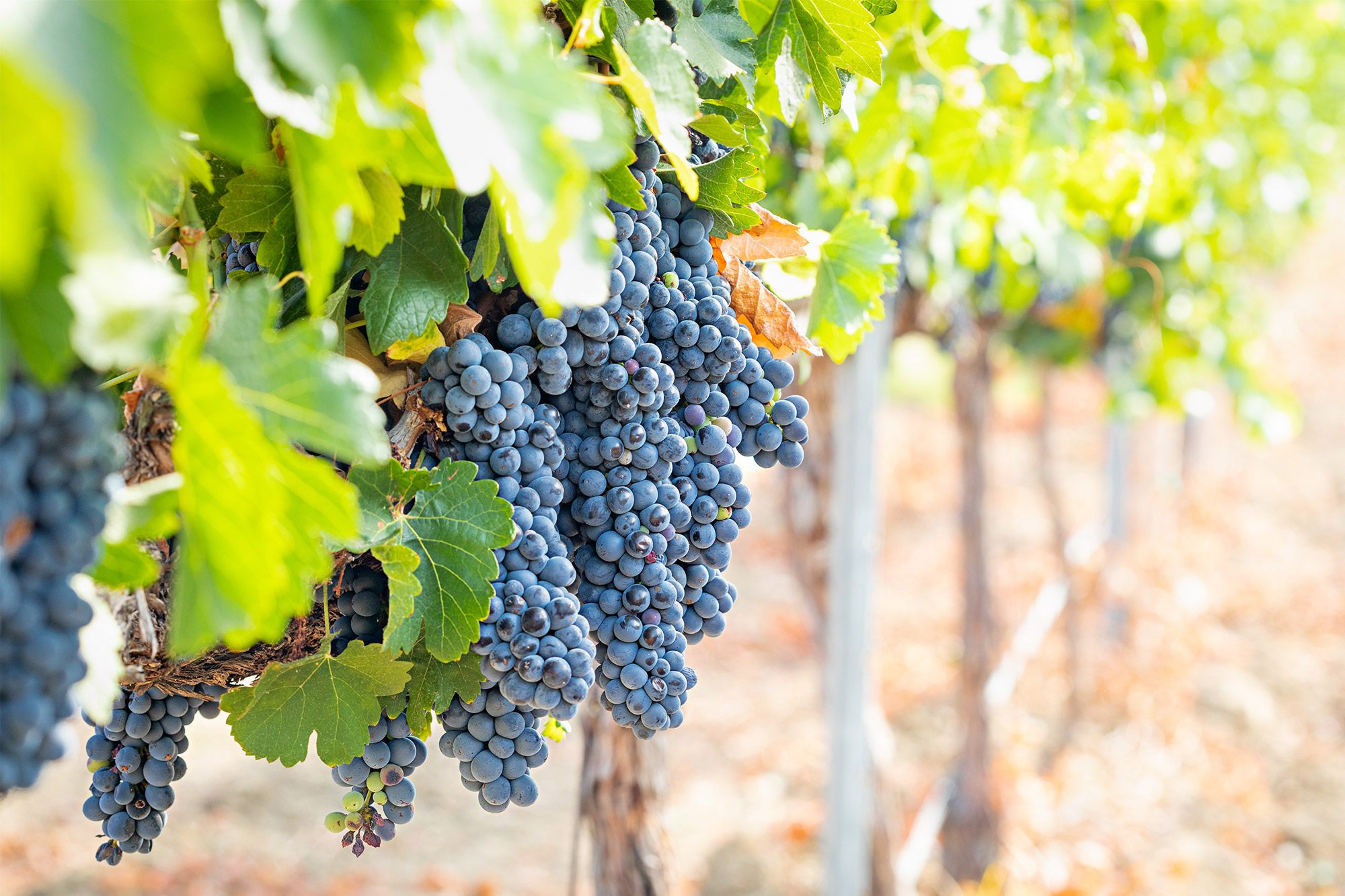 Merlot – All info about the grape variety