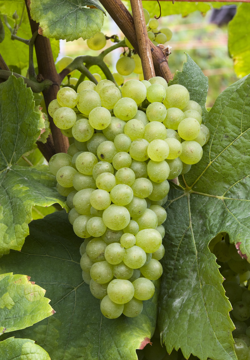 Eine Weißburgundertraube am sommerlichen Rebstock umgeben von grünen Weinblättern.