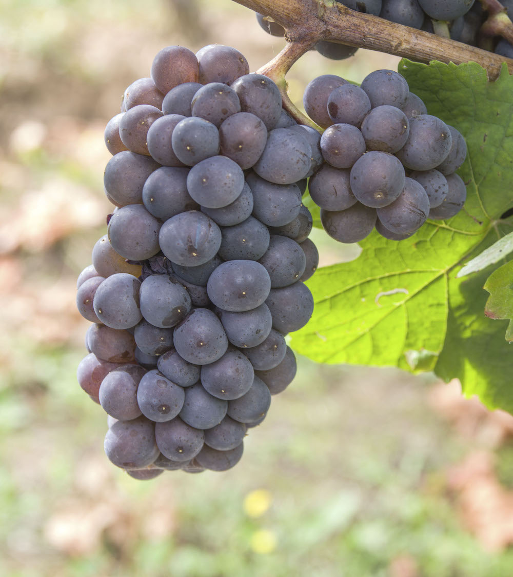 A grape of Pinot Gris on the vine in daylight