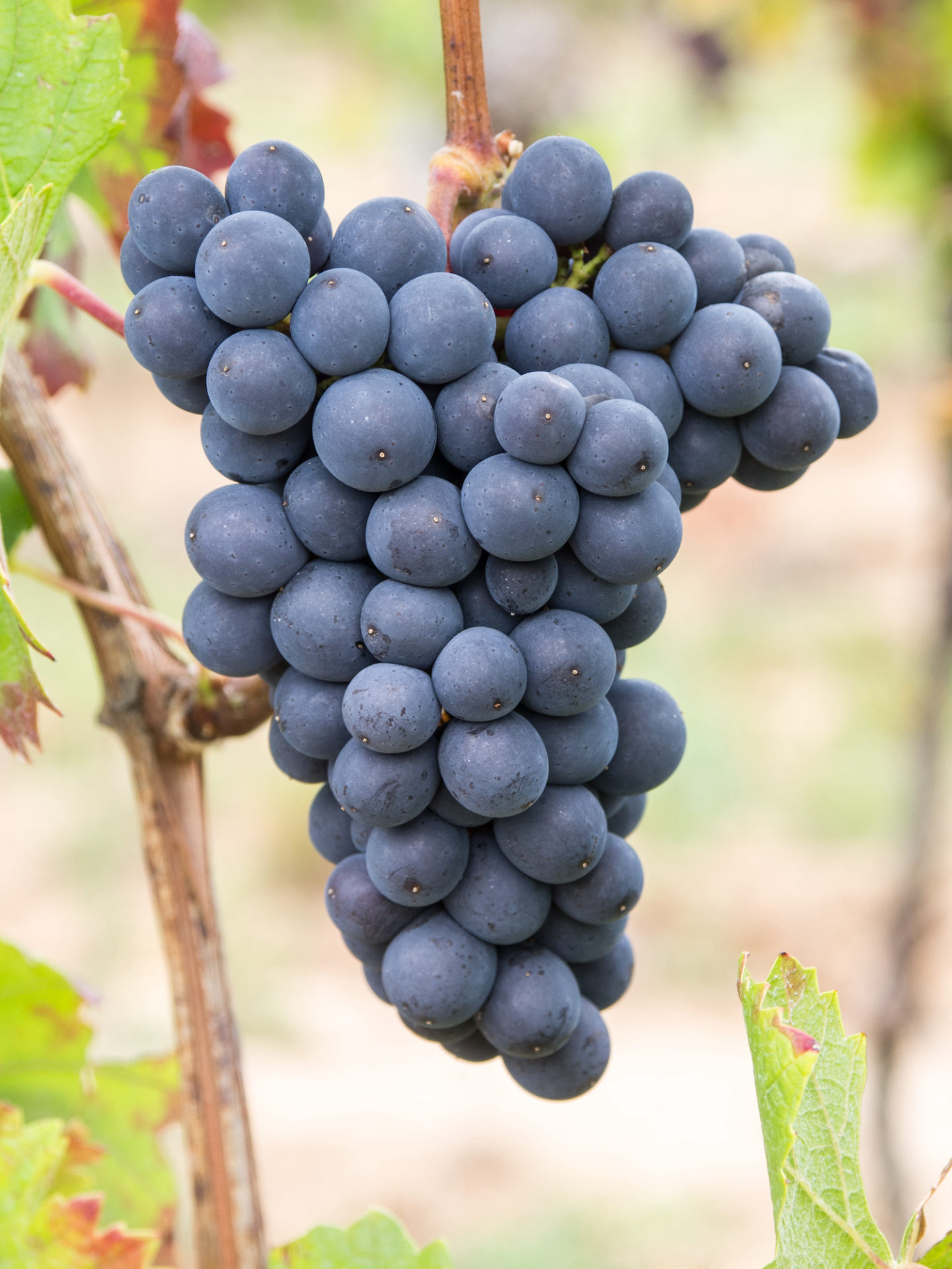 A ripe Pinot Noir grape on the vine