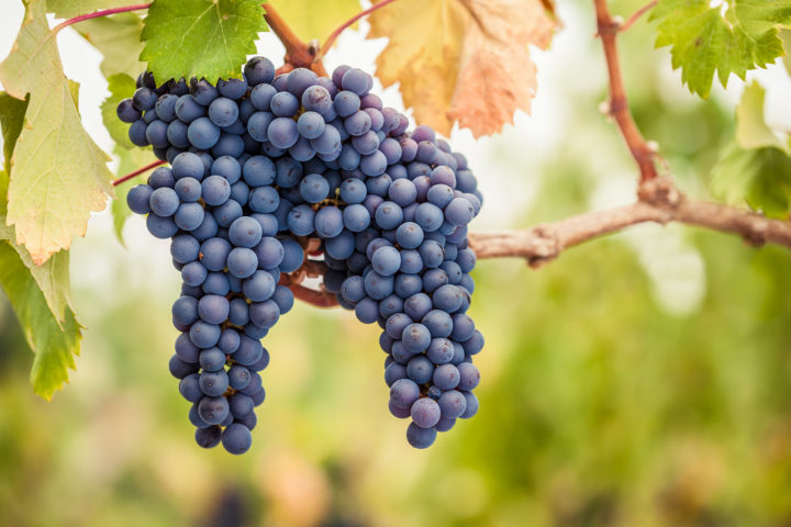 Pinot Noir - Spätburgunder Trauben am Rebstock mit Sonne im Hintergund