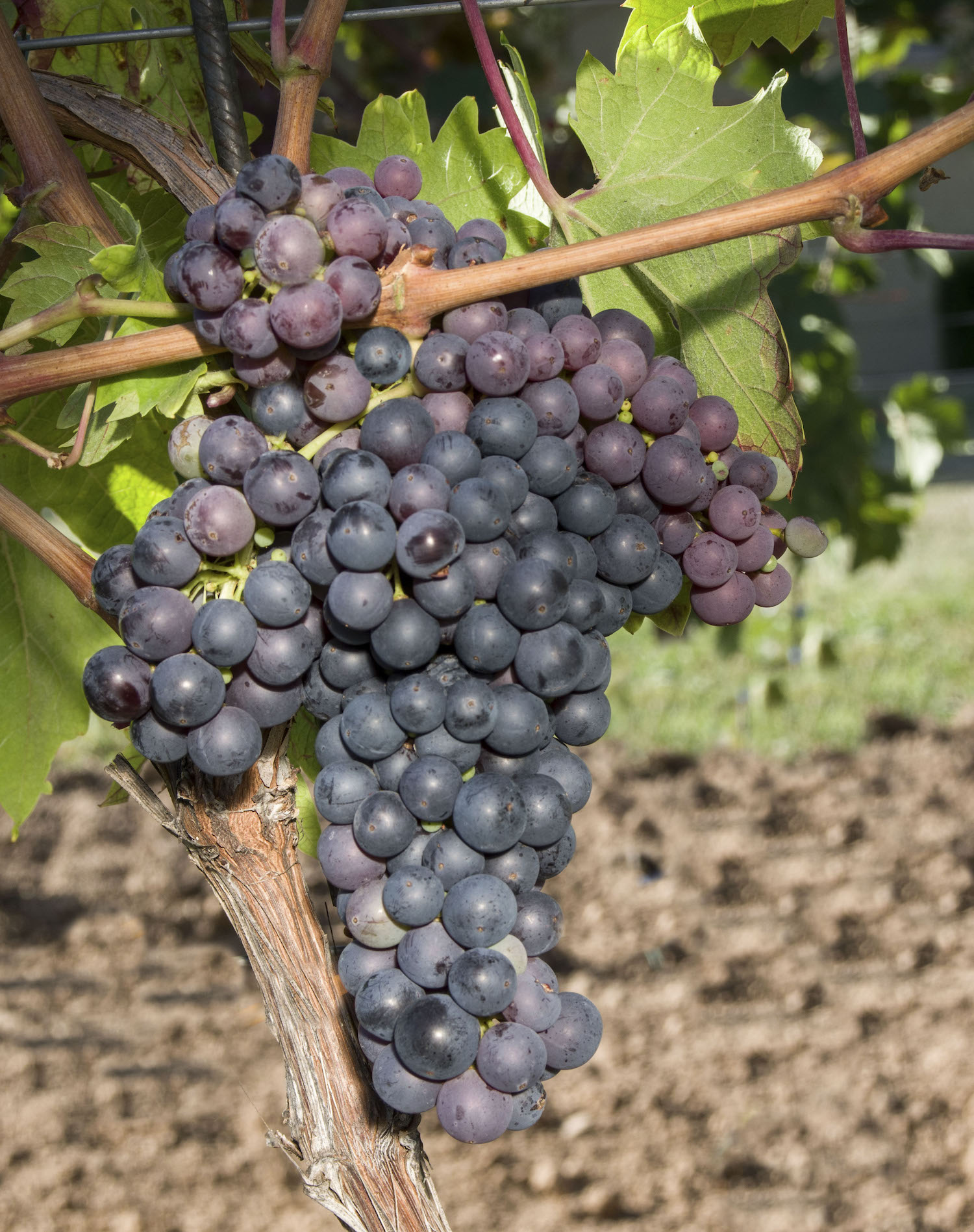 Ripe red wine grape of the grape variety Primitivo / Zinfandel on the vine