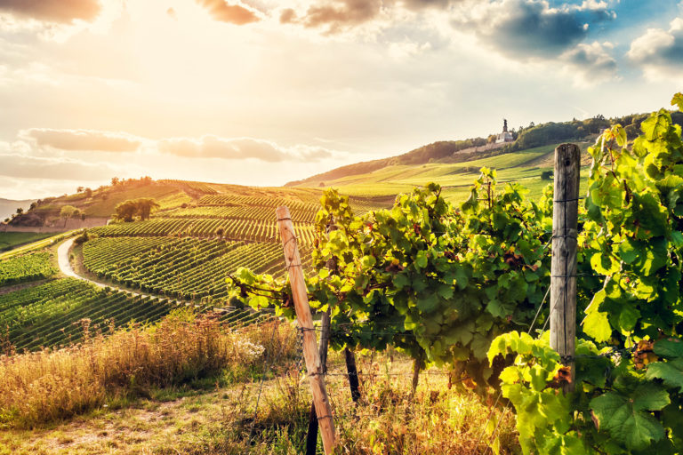 Rheingau Weinbaugebiet mit Blick über Weinberge und das Niederwalddenkmal