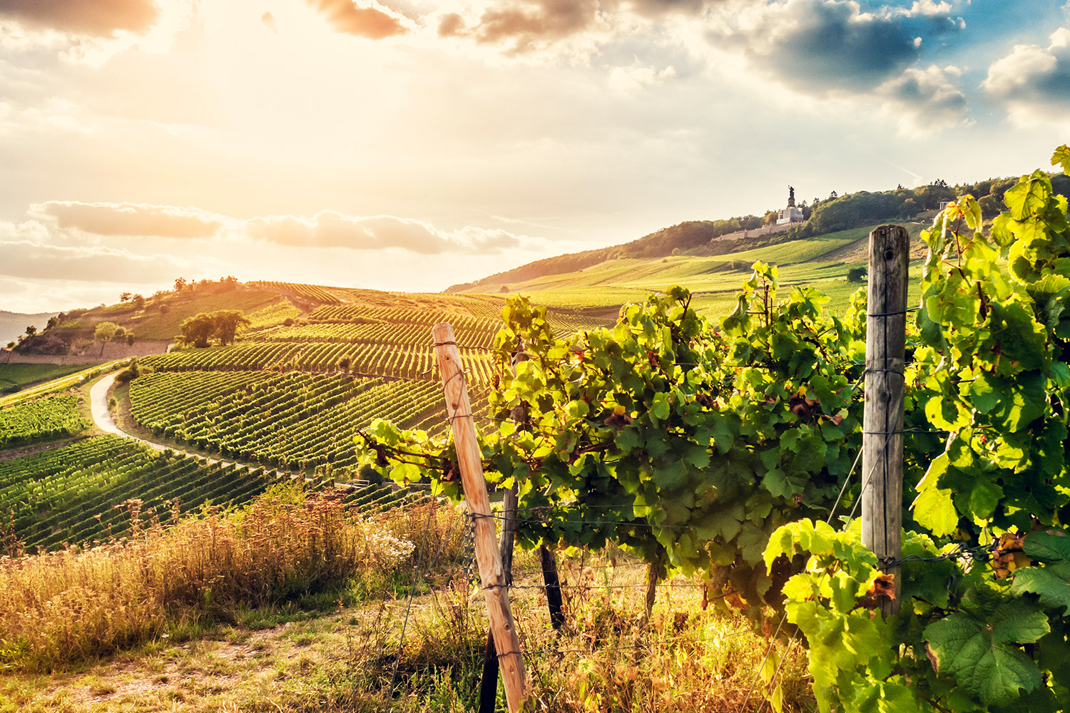 Rheingau wine region with view over vineyards and Niederwald monument