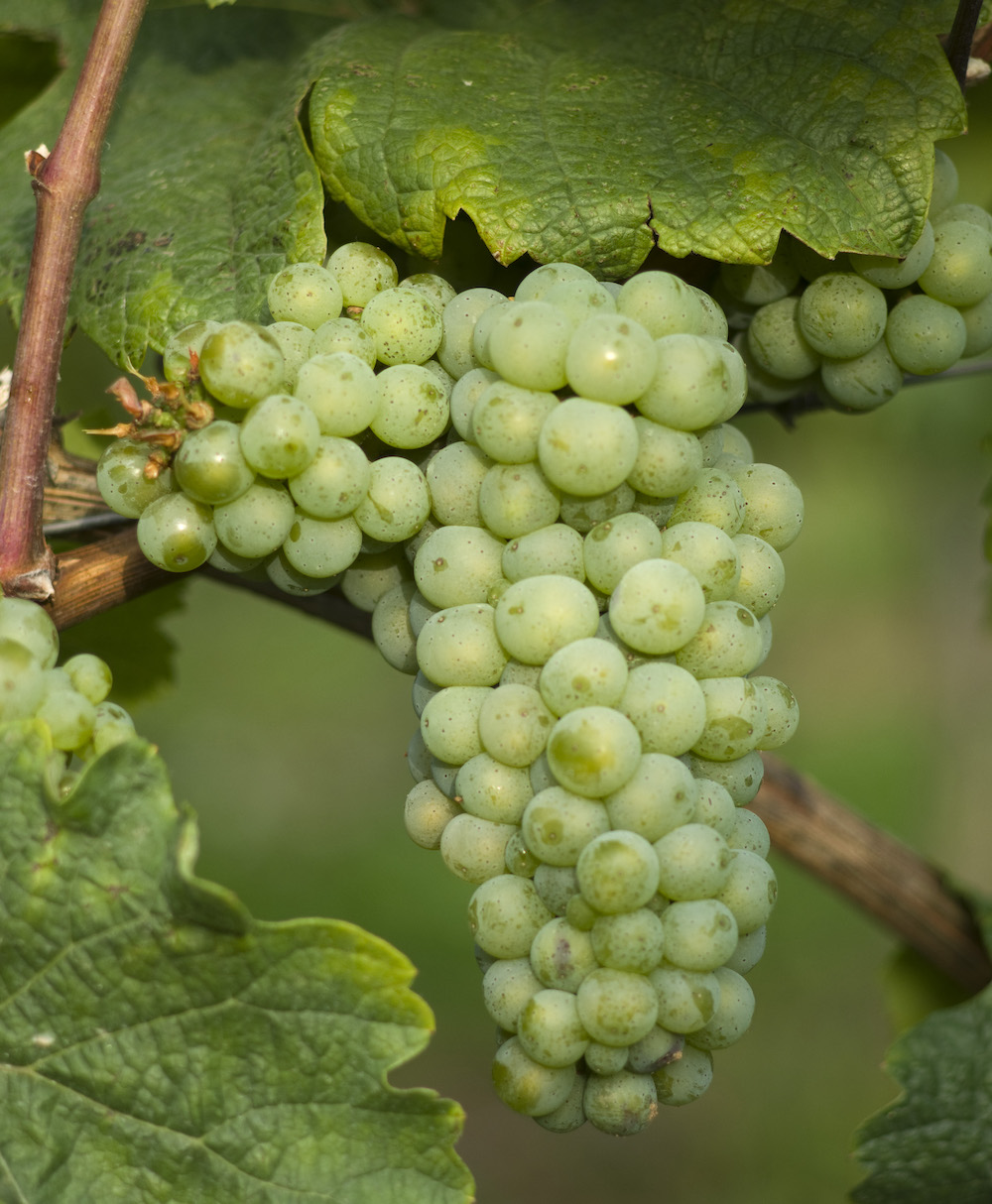 Eine grüne Rieslingtraube am Rebstock von Weinblättern umgeben