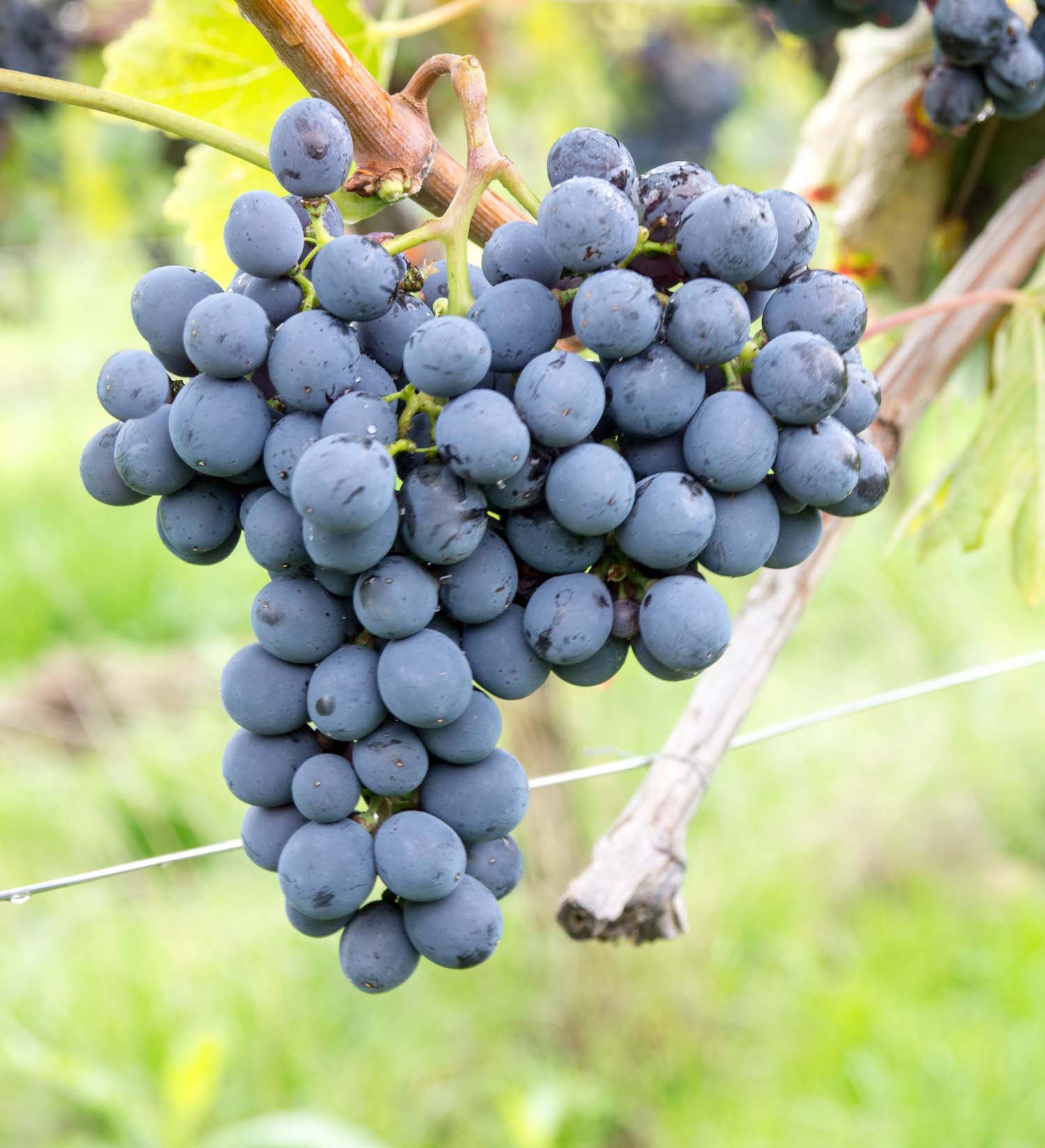 A Sangiovese grape on the autumn vine