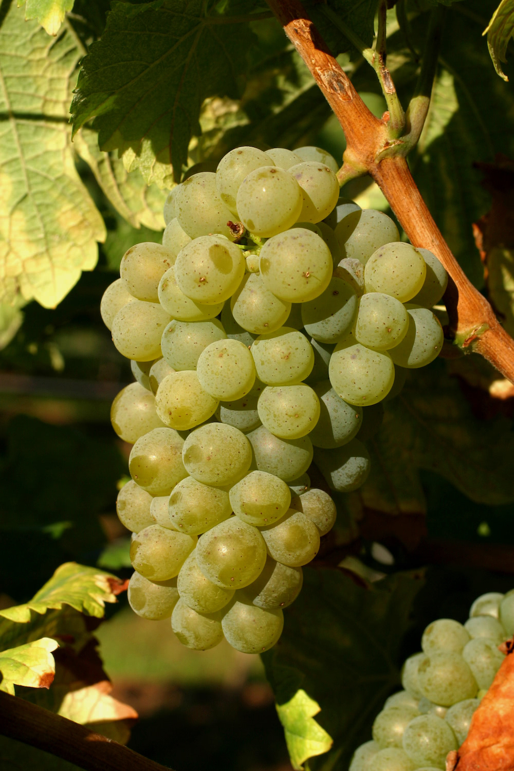 Eine Sauvignon-Blanc-Traube am Stock im Sonnenuntergang