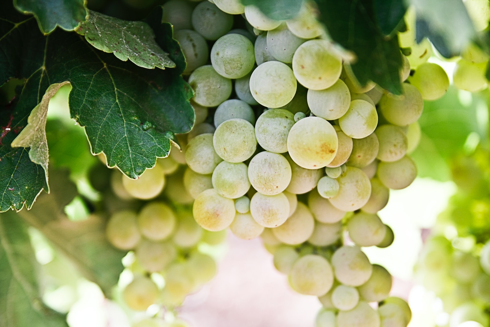 Silvaner wines – All about the grape variety